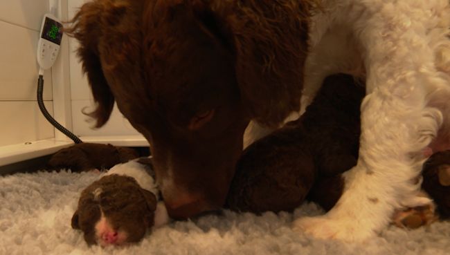 Dog online breeds itv