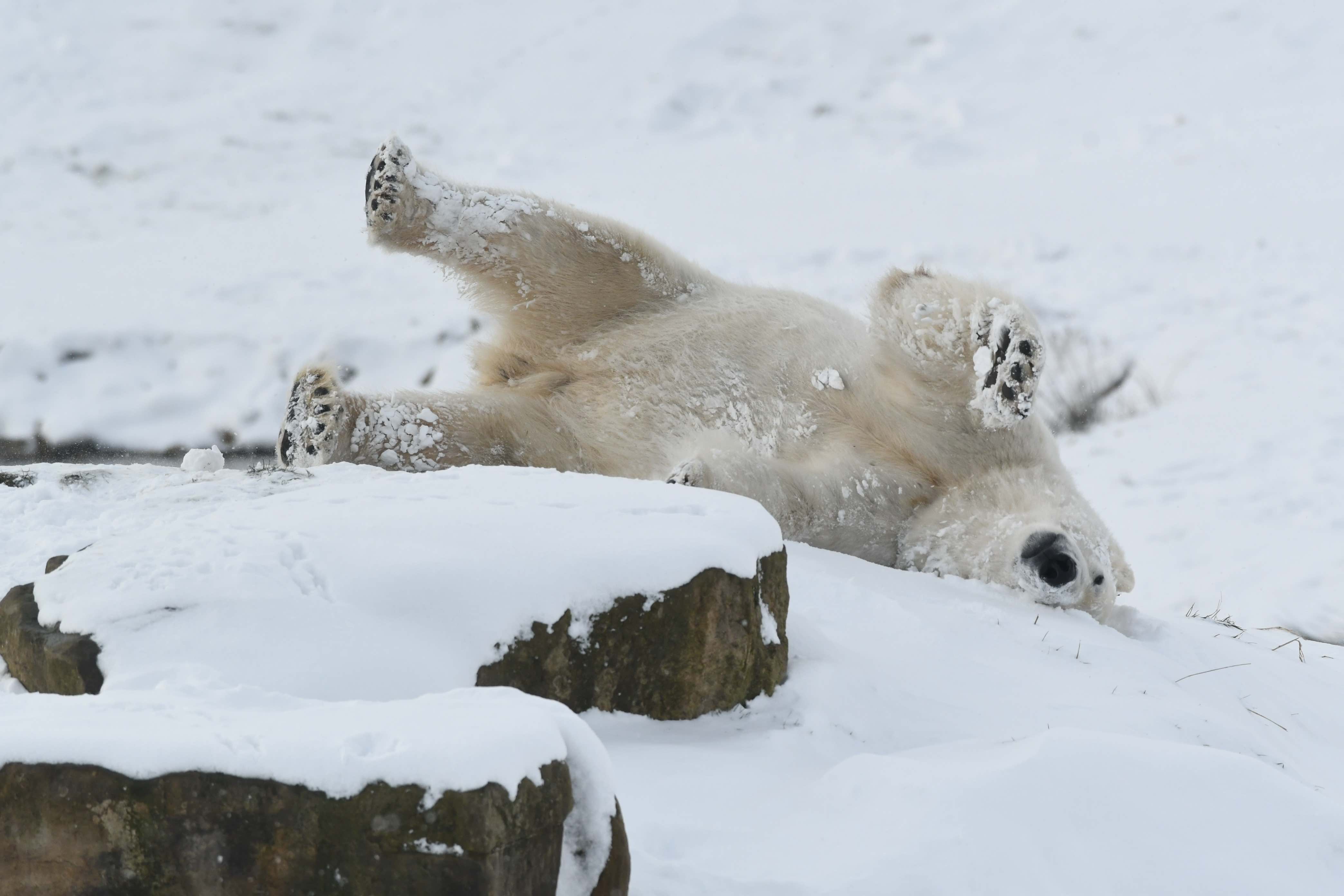 Polar Bears Enjoy The Snow At Yorkshire Wildlife Park Itv News Calendar