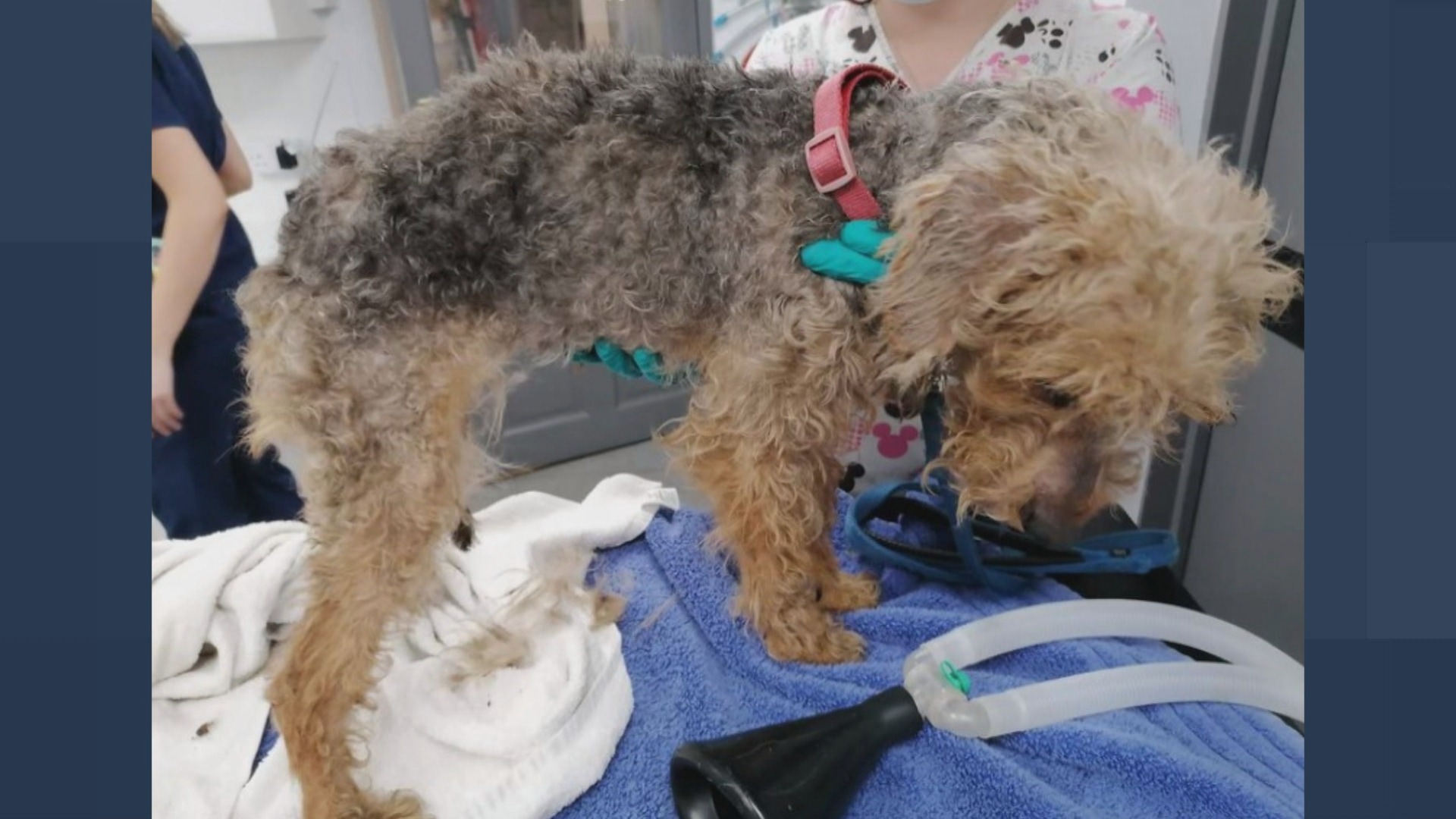 Dog finds new home in Maidstone after being thrown from vehicle ...