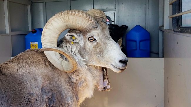 Montana Mountain King, the sheep from which genetic material was taken for the purposes of illegal cloning.
