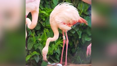 Gertrude the Flamingo in Norfolk lays her first egg Credit: Pensthorpe Nature Reserve