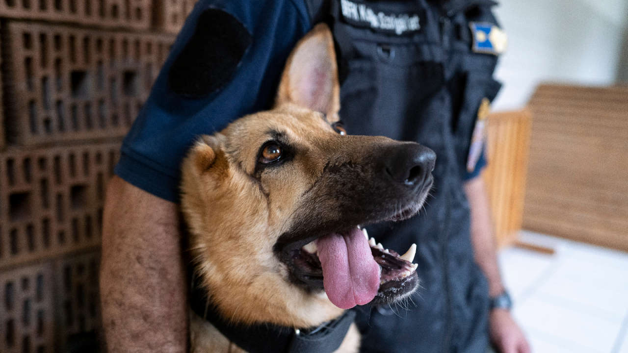 German shepherd seriously injured in Ukraine rehomed with Hungarian police