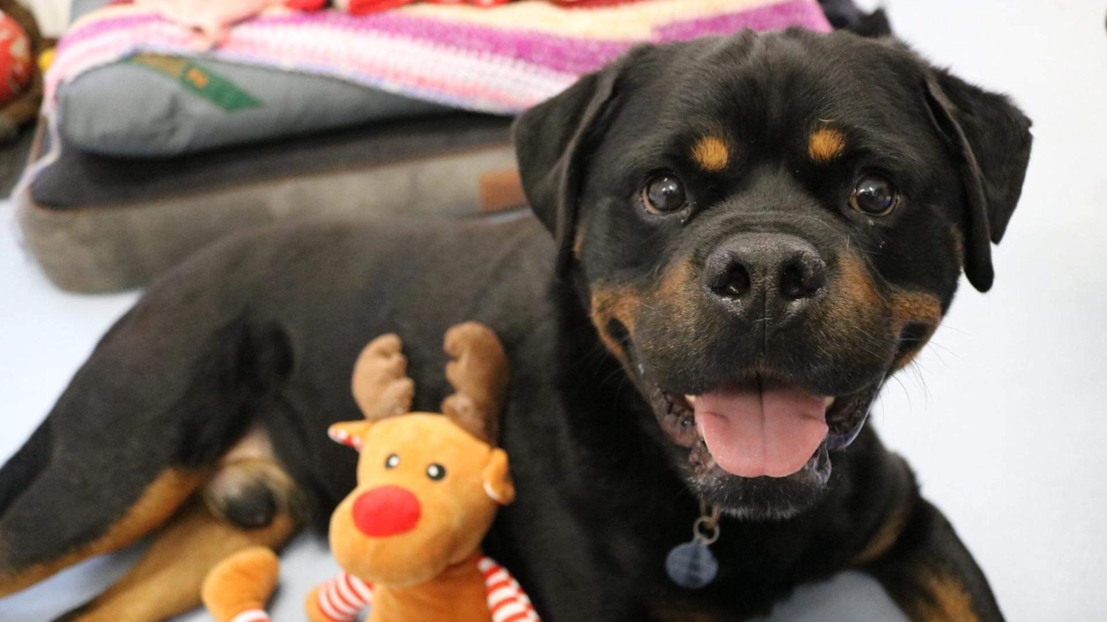 Rspca rottweiler online puppies for adoption