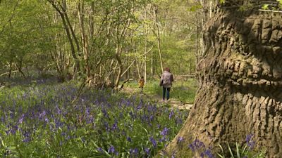 Bluebells on display at Hanningfield Reservoir in Essex.
