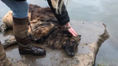 Dog, Bella, was tied to a rock and thrown into the River Trent