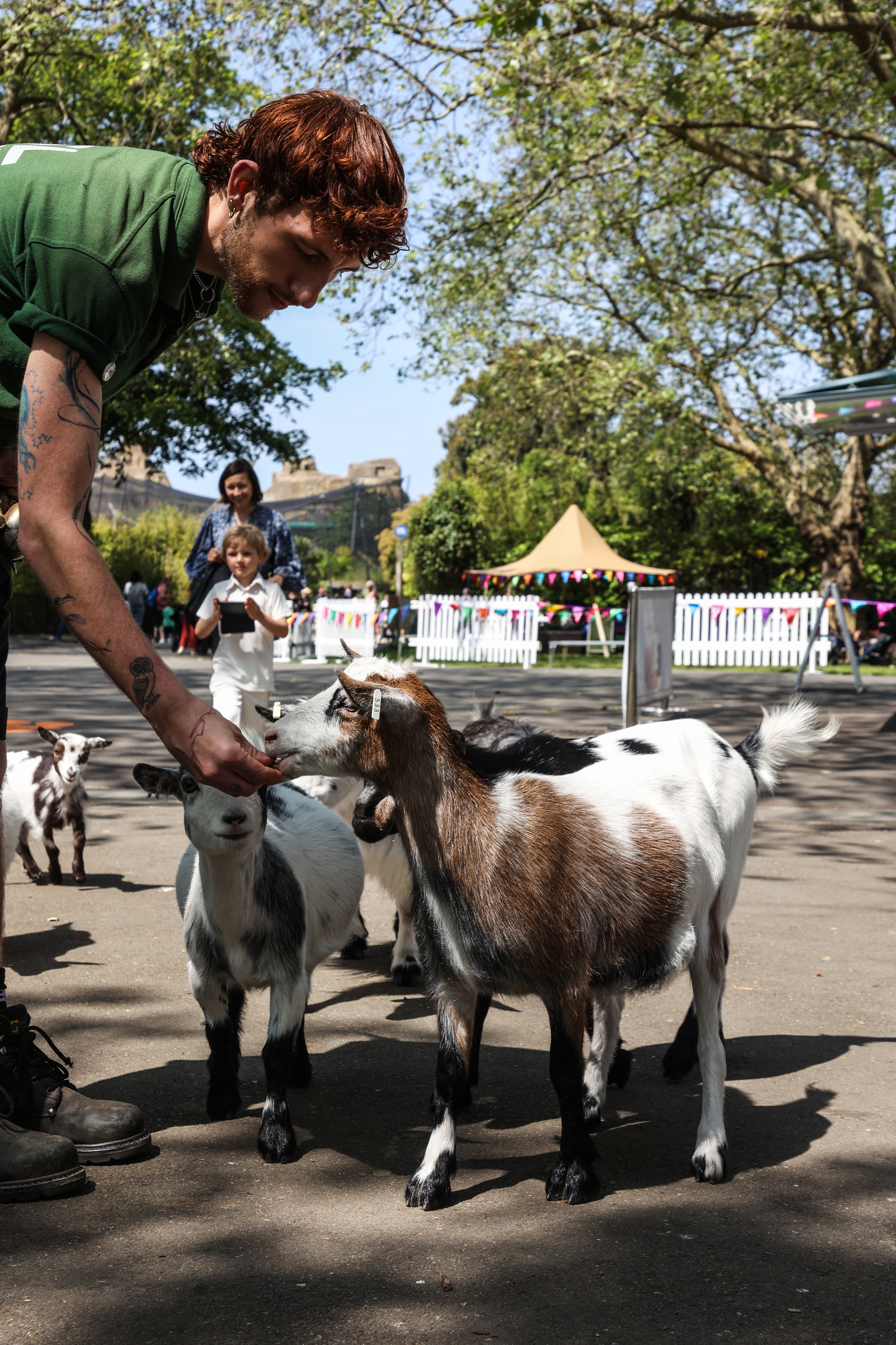 Goats at London Zoo and Whipsnade Zoo going head-to-head in an