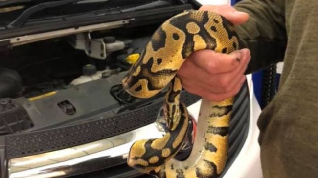 This snake scaled lambo : r/ATBGE