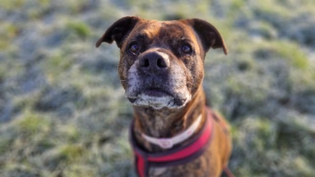 Rspca store bull terriers