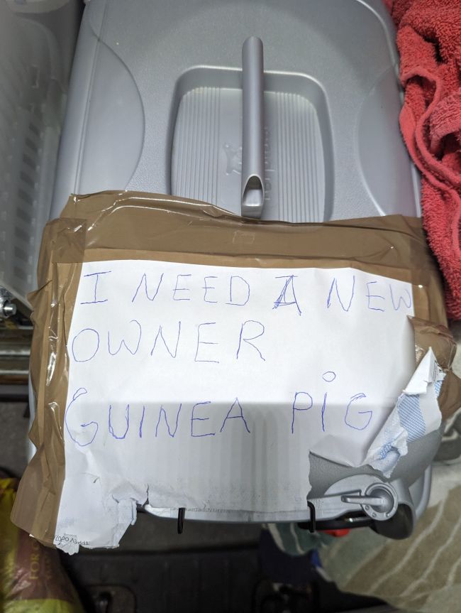 Guinea pig abandoned with heartwrenching note asking for 'new owner' at Canning  Town tube station | ITV News London