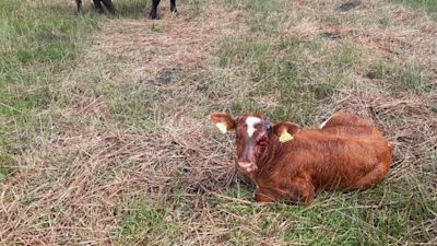 310721 Crossbow cow