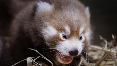 Death of baby red panda on bonfire night prompts call for fireworks ...
