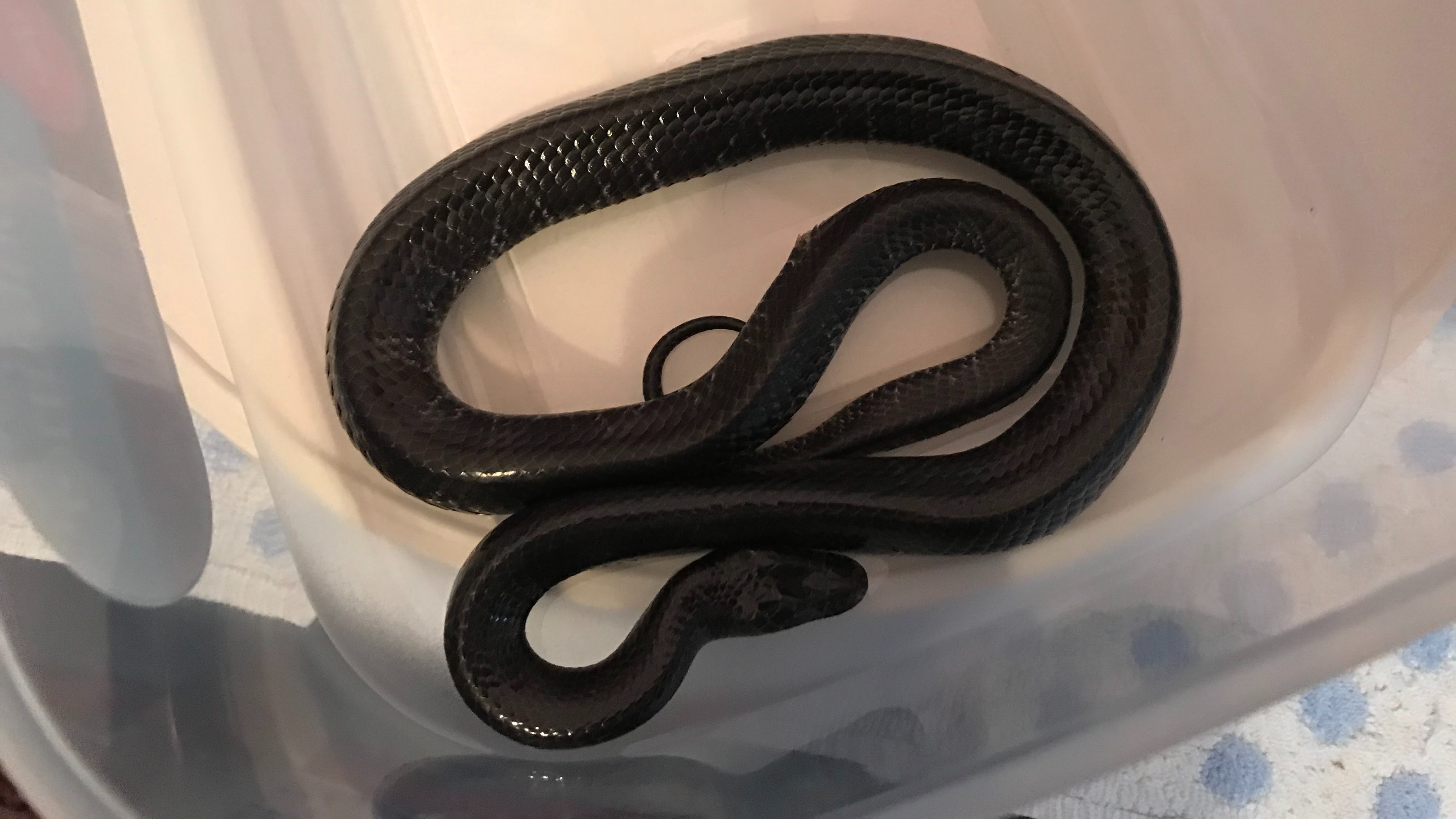 RSPCA rescues non-native snake found snoozing on patio of house in Hull ...