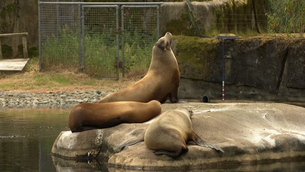 Animals at Belfast Zoo are keeping cool with dips in the pool and