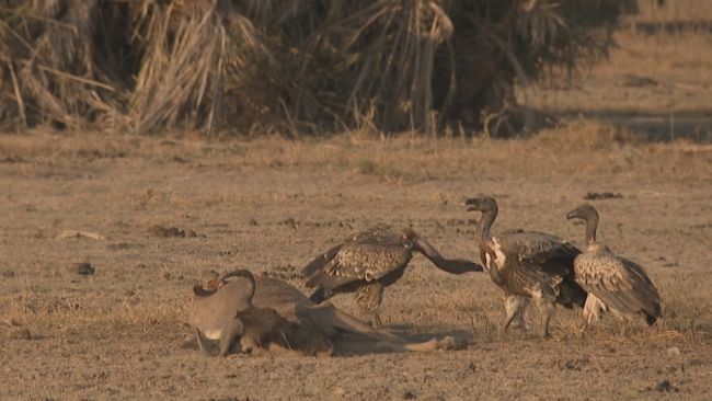 Scavengers such as vultures and hyenas are prospering as animals succumb to starvation and drought.