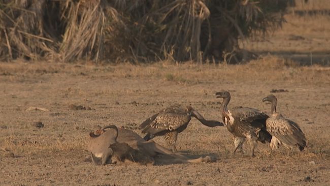Scavengers such as vultures and hyenas are prospering as animals succumb to starvation and drought.