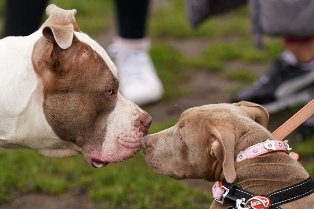 XL bully found dead with legs tied together in alleyway, RSPCA says