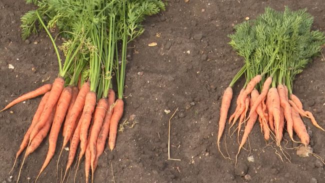 Many of this year's carrots are smaller than normal, and are odd-shaped.
