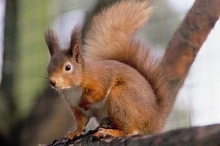 Red squirrel breeding success in Norfolk helps protect endangered species  across the UK | ITV News Anglia