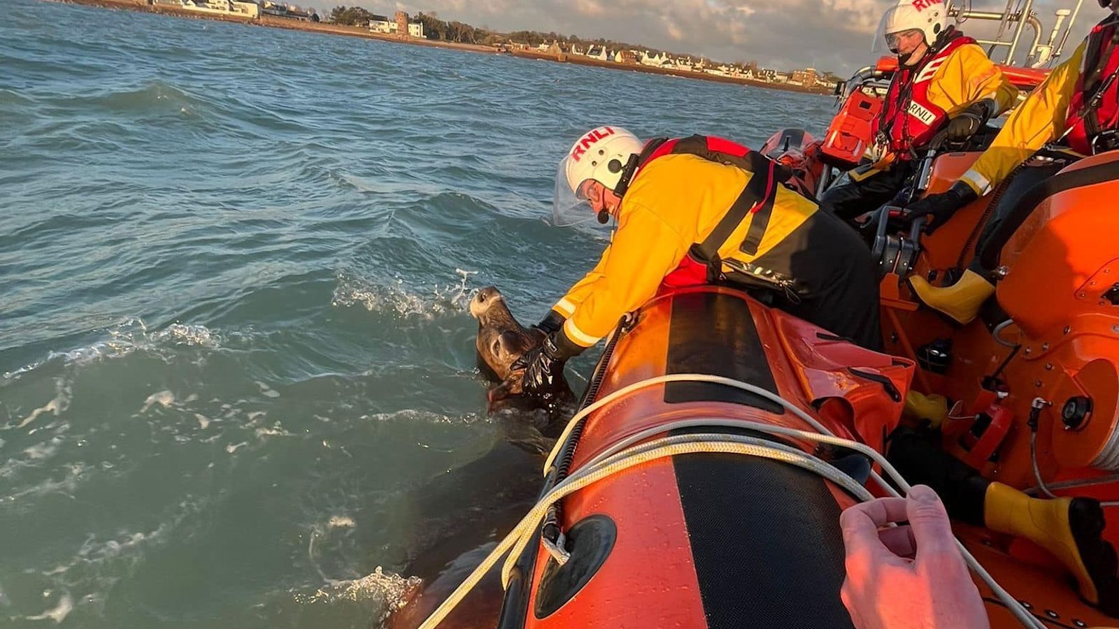 Watch as crews rescue stranded cows from the sea in Jersey | ITV News ...