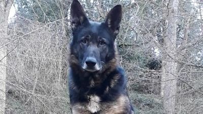 03.03.22 OBI THE POLICE DOG NORTHUMBRIA POLICE