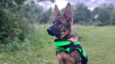 Police dog Arnie has been described as an excellent tracker.