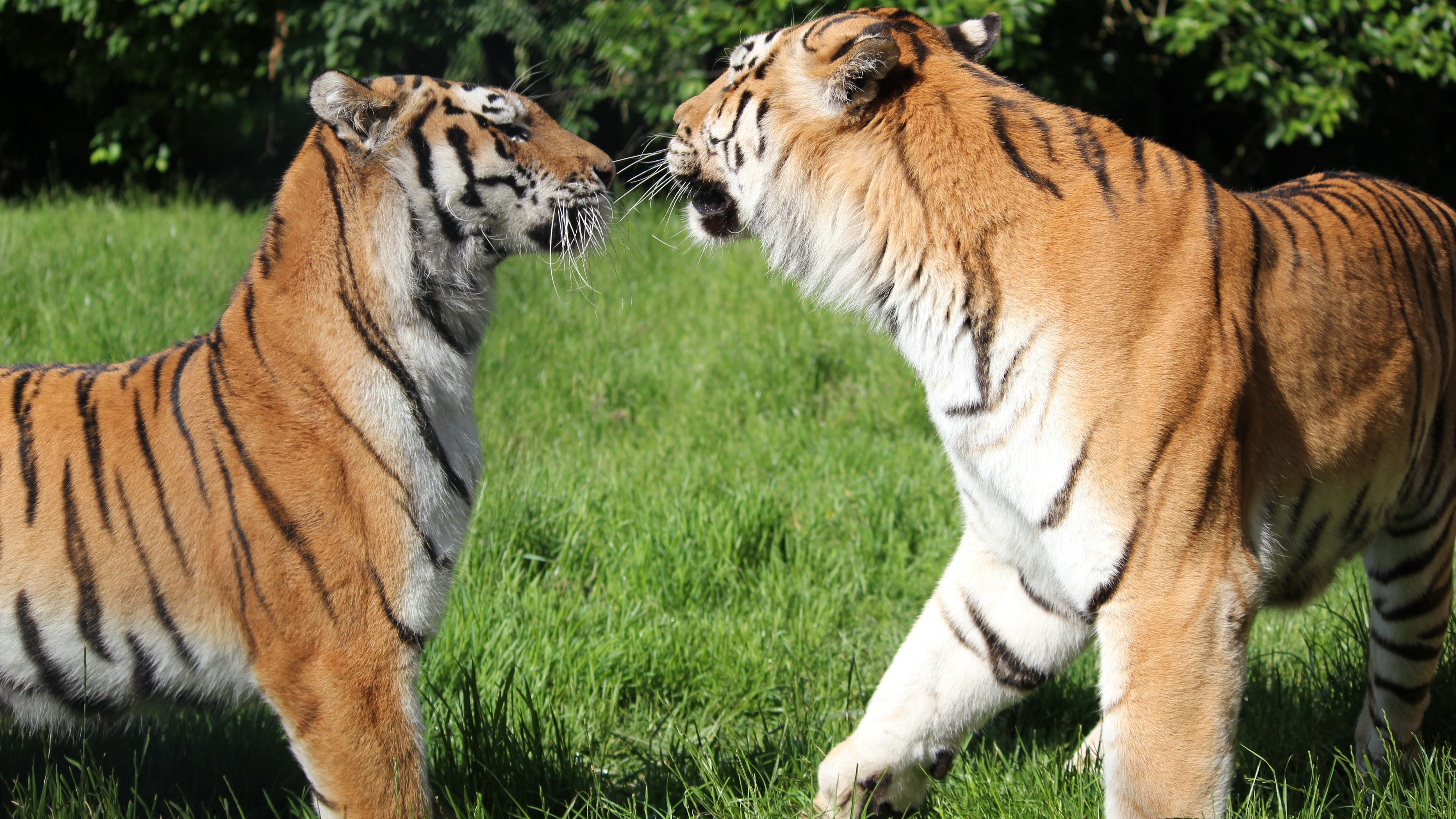 Banham Zoo: Adorable Norfolk tiger cub makes hilarious face while play  fighting with sibling - Norfolk Live