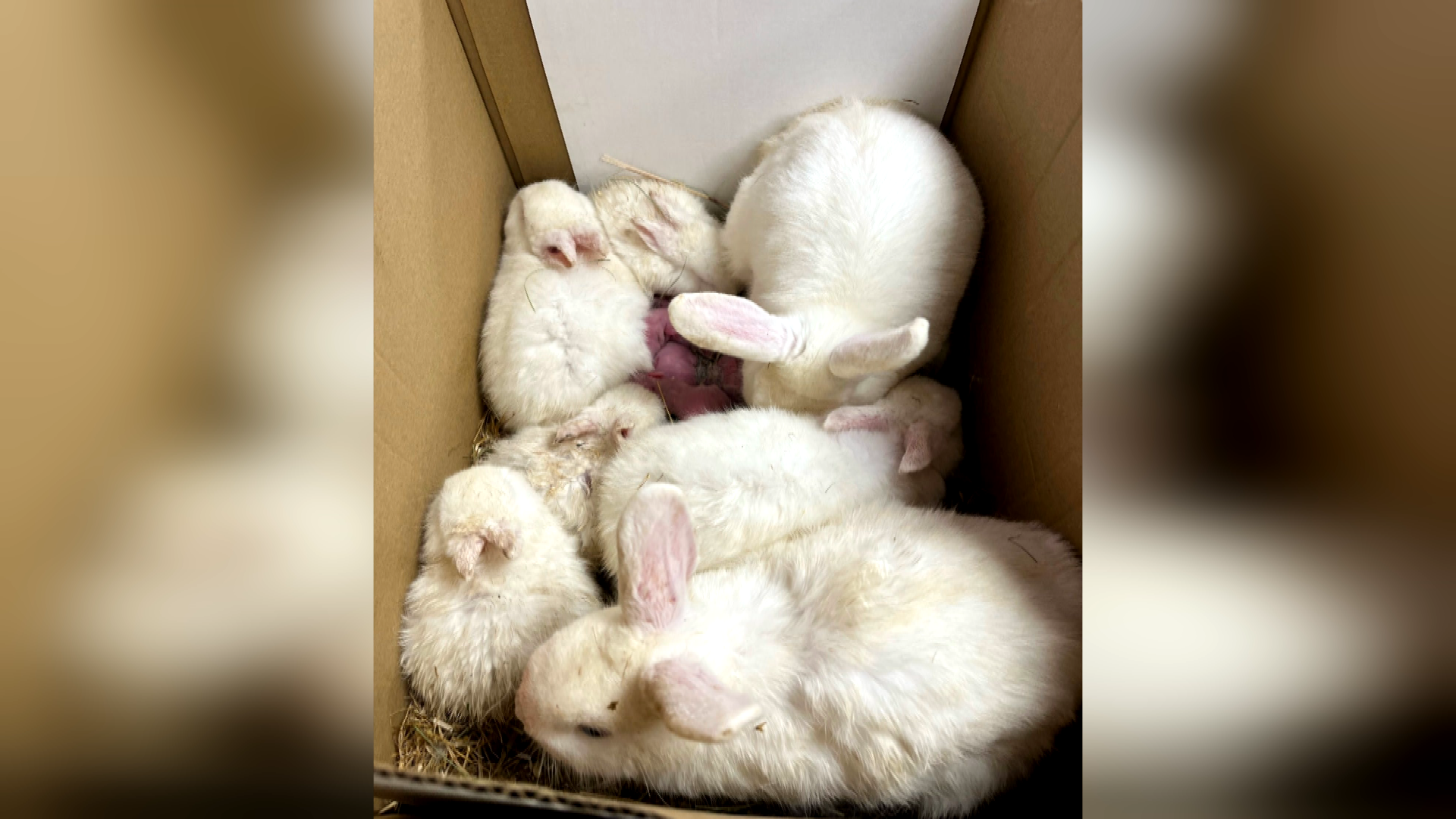 Thirteen bunnies 'left to die' by roadside in cardboard box in Co ...