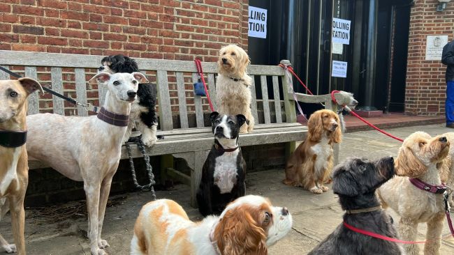 A group of dogs (various breeds and cross-breeds) are seen posing at a Polling Station in Dulwich Village, South London on the morning of May 5th 2022 for the local elections. Credit Anna Skipwith @hellosocialLdn
Permission given to ITV London