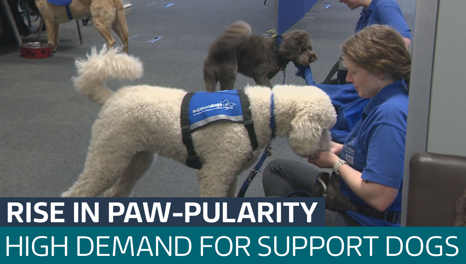 Demand rises for support dogs helping people with disabilities - Latest ...