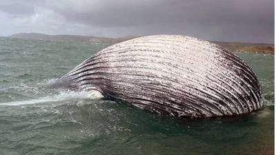 14-03-21 Dead whale floating off Cornish coast- RNLI