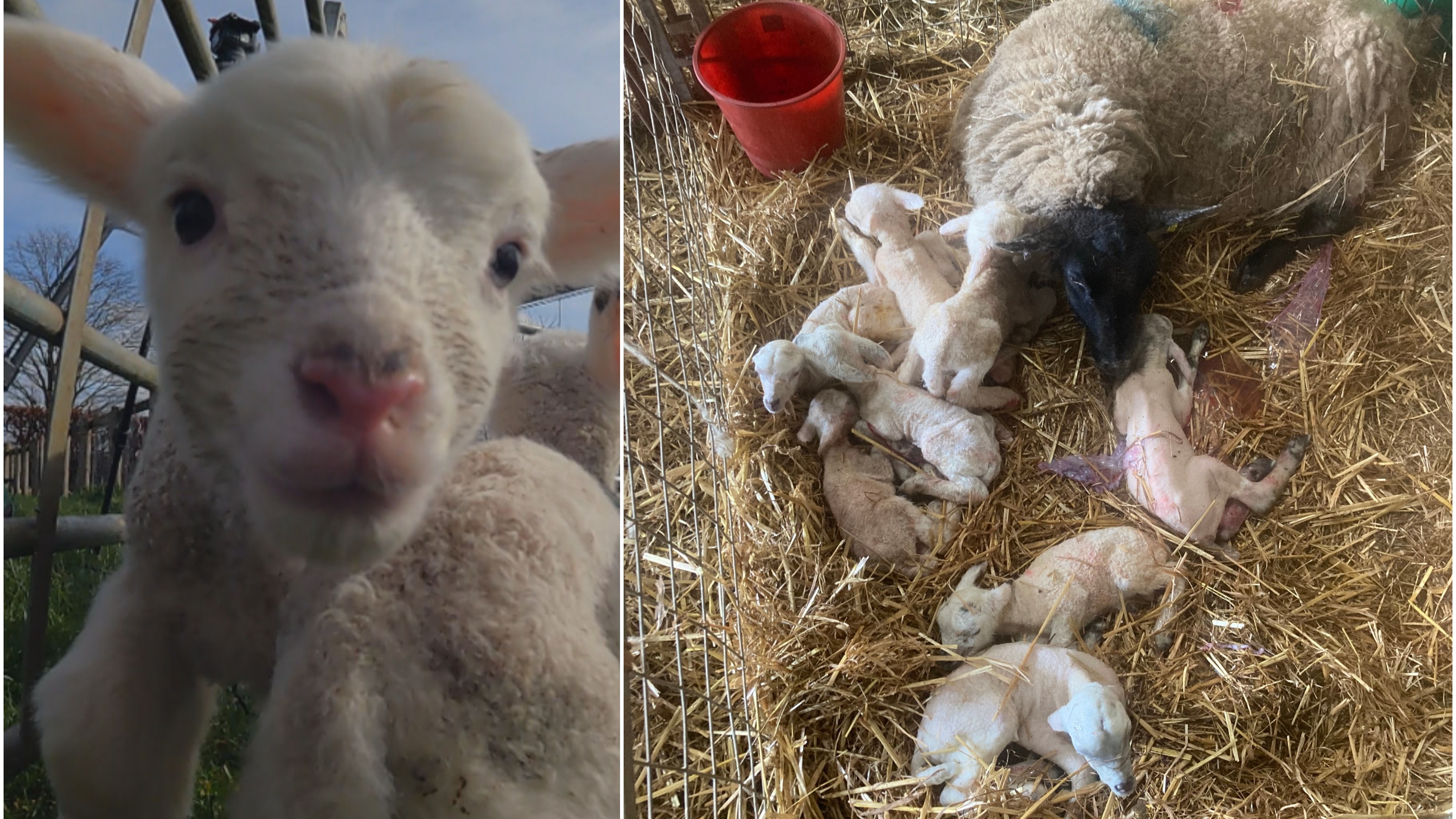 Borders farmer shocked as sheep gives birth to eight lambs | ITV News