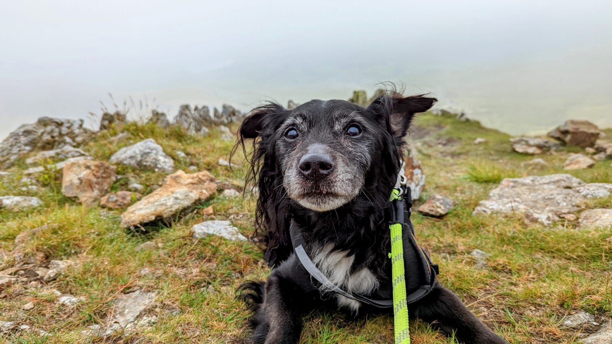 16yearold dog climbs Snowdon mountain for final adventure ITV News