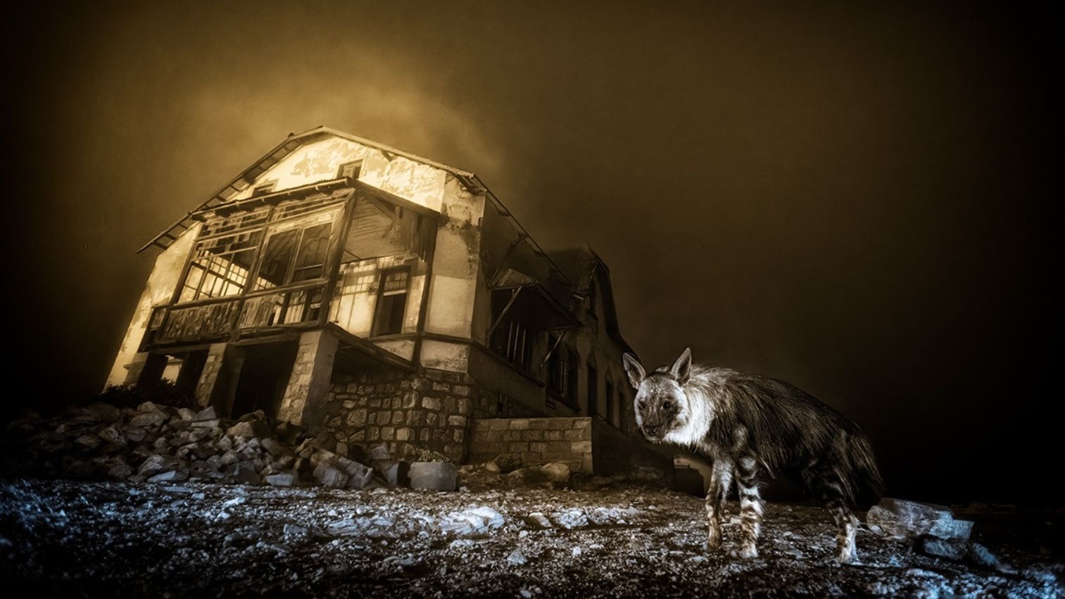 Winners of Wildlife Photographer of the Year awards announced