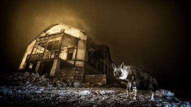 Winners of Wildlife Photographer of the Year awards announced