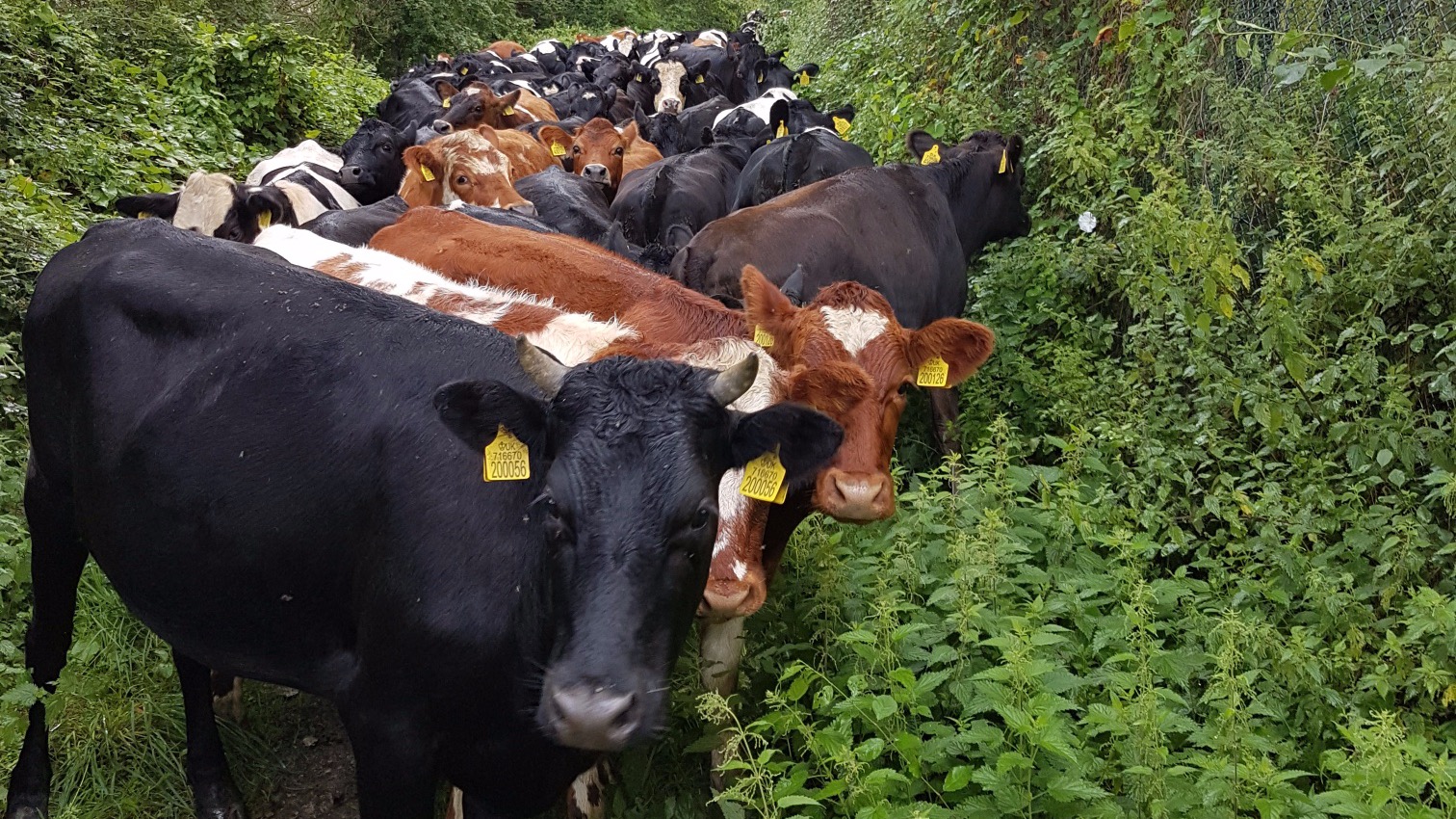 Police called to 'mooove' herd of cows causing disruption on road near Abergele ITV News Wales