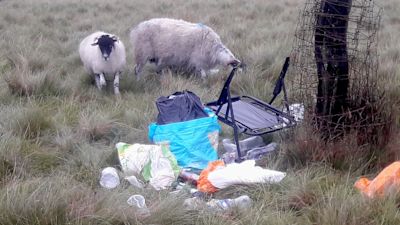 Two sheep around litter in National Trust park - Fly-camping