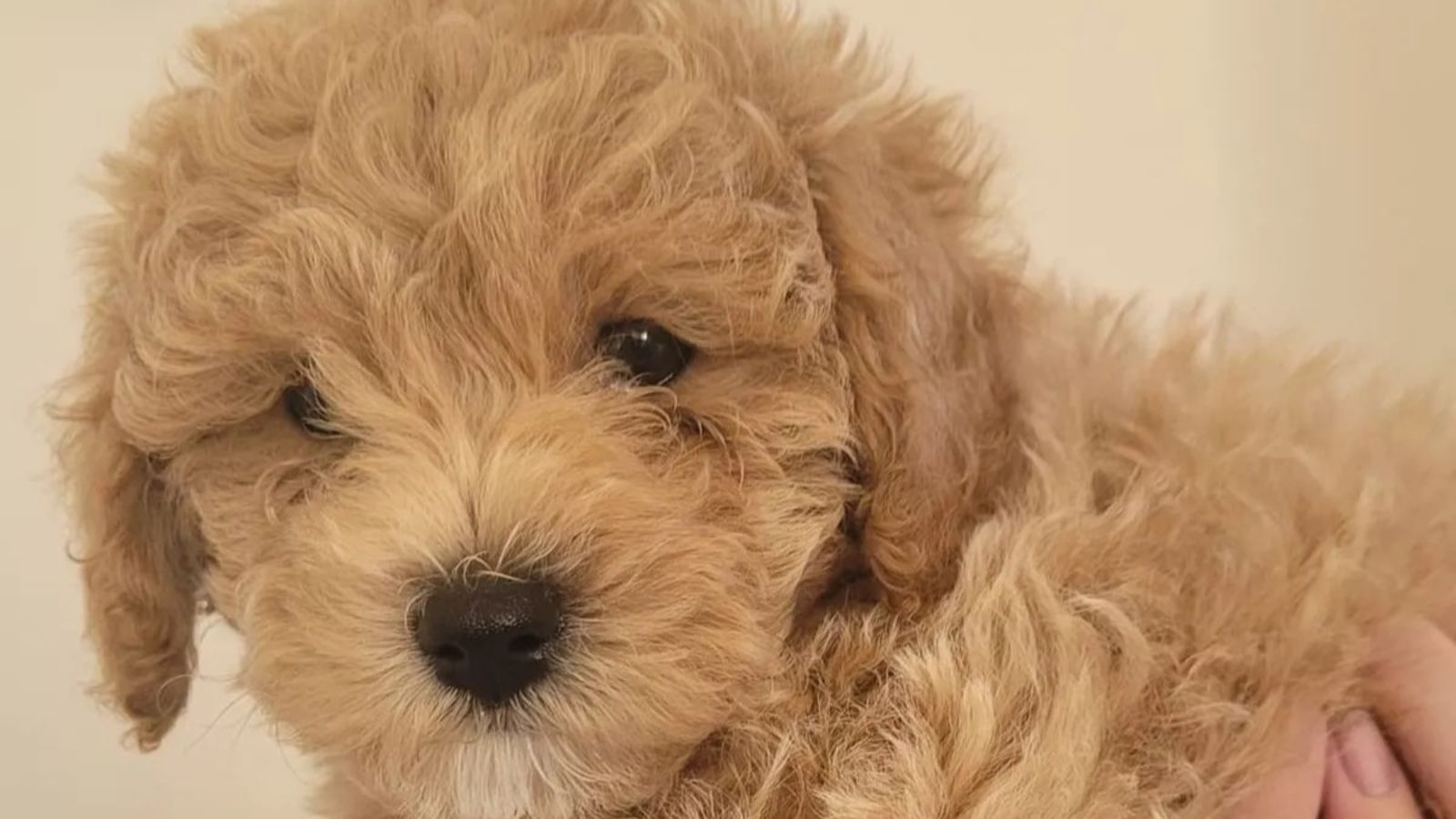 Cavapoo Pit Police try to trace owner of 'Pit-bull' type dog after Cavapoo mauled ...