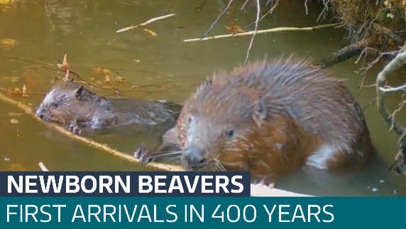 Beaver kits are born as part of a conservation project near Basingstoke ...