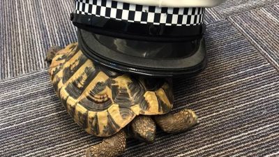 'PC Pasquale' - tortoise that made itself at home at Exeter police station, credit Devon and Cornwall Police