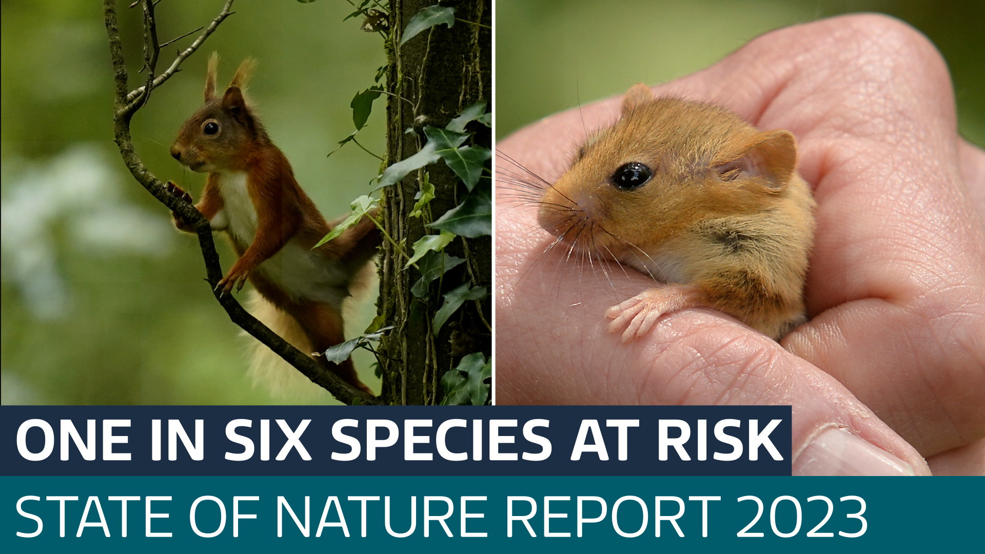 State of Nature report: UK wildlife ‘continues to decline’ - Latest ...