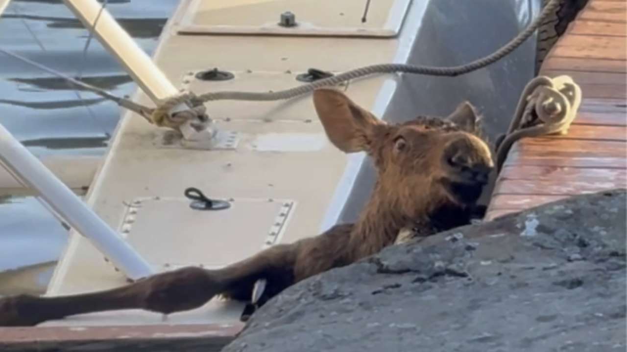 Baby moose rescued after being trapped in Alaska lake 