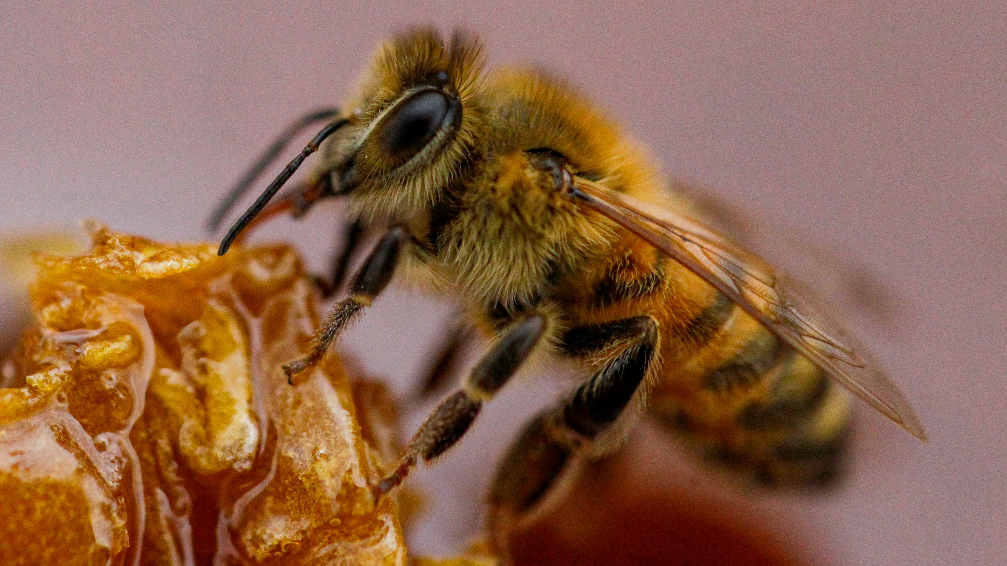 US approves first ever vaccination for honey bees ITV News