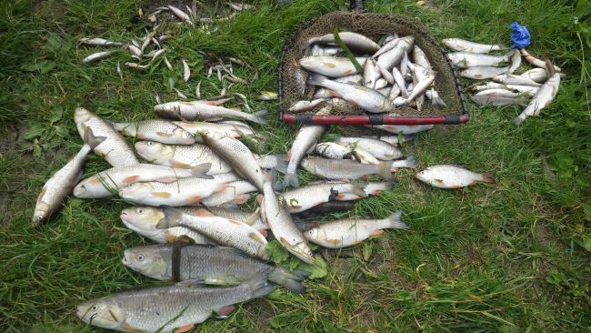 Thousands of fish were killed when Anglian Water allowed untreated sewage to flow into the River Wid in Essex in 2016. 