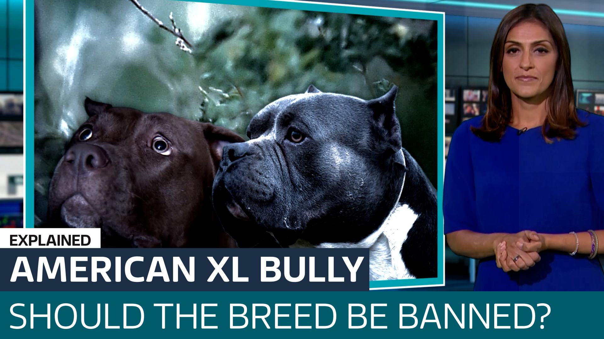 Calls to ban American XL Bully but are attacks down to the dog or the ...