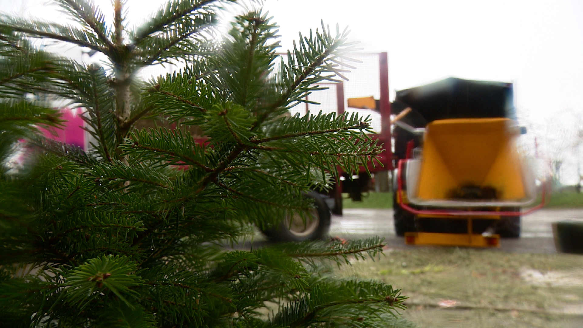 Christmas trees collected and recycled to raise money for Jersey