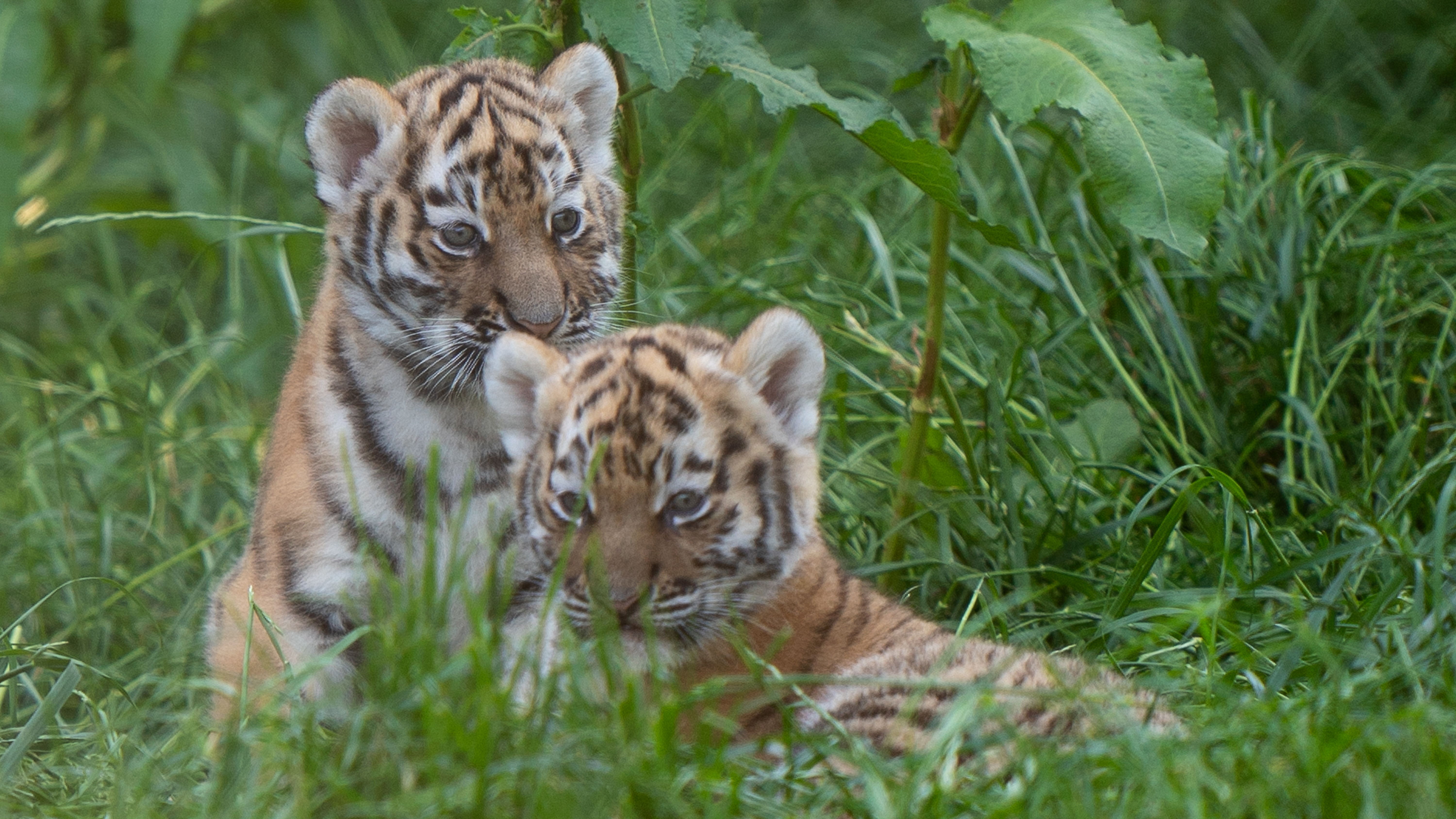 First pictures of Banham Zoo's playful tiger cubs exploring home after loss  of sibling