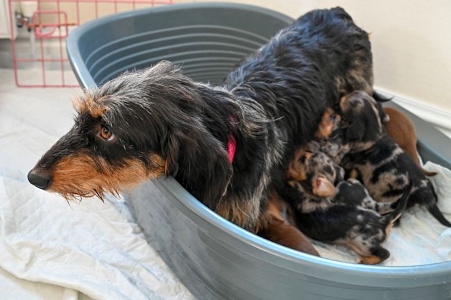 Not for use other than Central/National