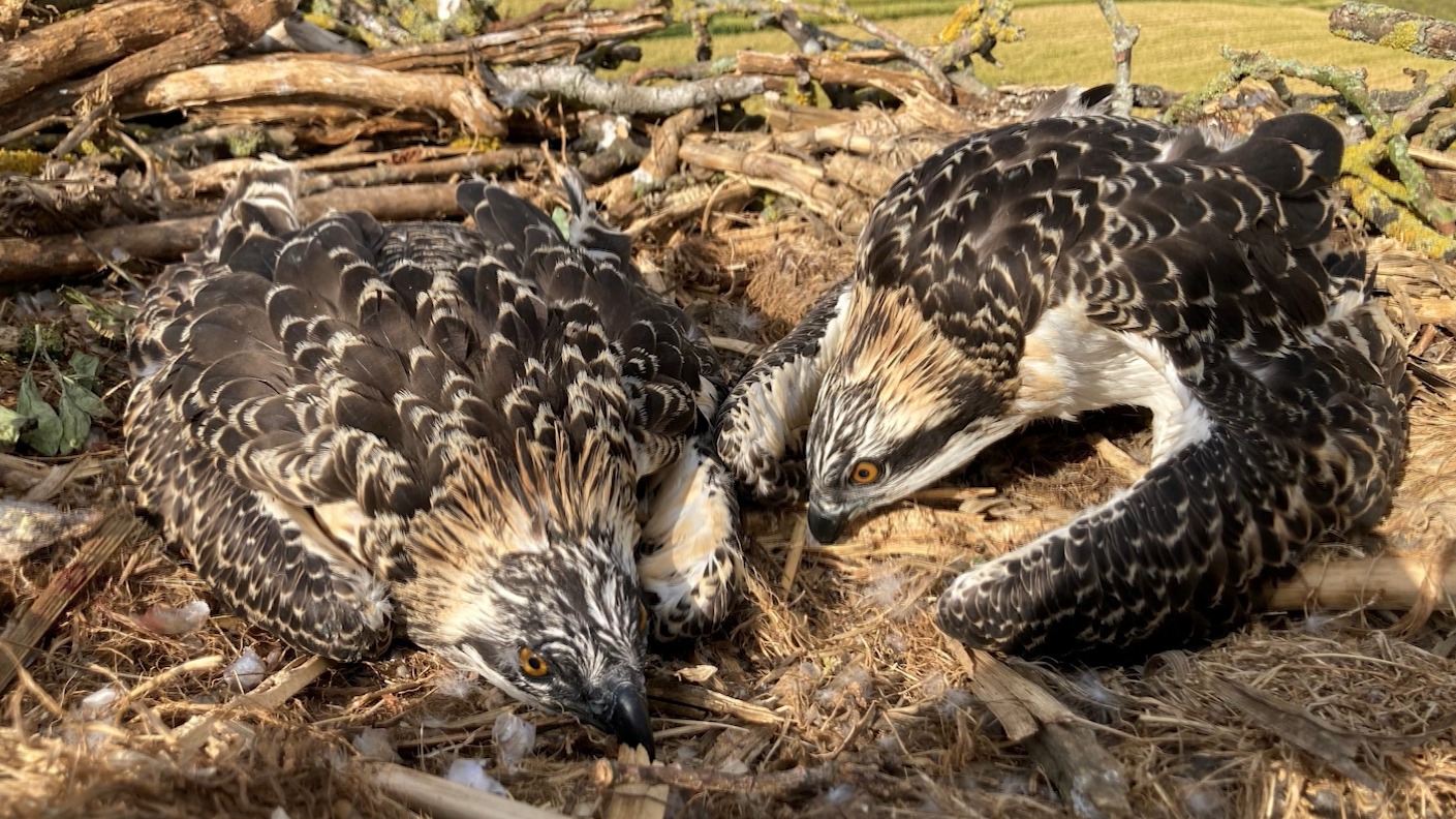 Leicestershire-born Osprey spotted nesting in West Africa | ITV News ...