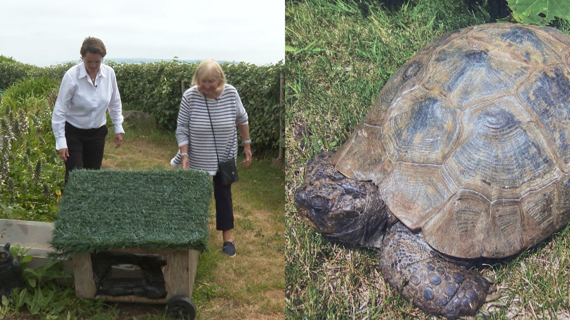 'Guernsey's oldest tortoise', 85, missing for four days after escaping ...