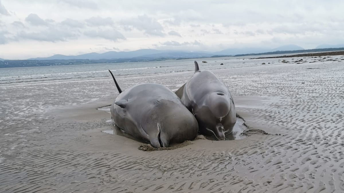 Number of whales die after washing up on Co Donegal beach; UTV | ITV News
